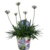 Agapanthus, In 17cm-pot -Gardena Winkel agapanthus in 17cm pot 1000x1000 6247101b623b5 l