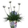 Agapanthus XL, In 24cm-pot -Gardena Winkel agapanthus xl in 24cm pot 1000x1000 645385e05b20b l