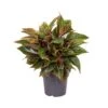 Aglaonema Jungle Red, In 19cm-pot -Gardena Winkel aglaonema jungle red in 19cm pot 1000x1000 63bd2dbc4b126 l