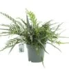Agloamorpha Jim, In 27cm-pot -Gardena Winkel agloamorpha jim in 27cm pot 600x425 61fce470e44c7 l