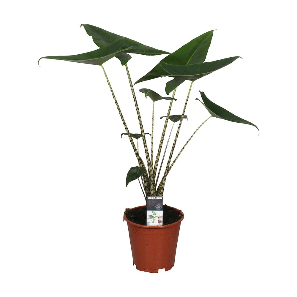 Alocasia Zebrina, In 19cm-pot 3 Alocasia Zebrina, In 19cm-pot