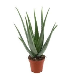 Aloë Vera, In 19cm-pot
