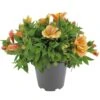Alstroemeria, In 19cm-pot -Gardena Winkel alstroemeria in 19cm pot 1000x1000 625ecc05d4f2e l