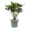 Anthurium Arrow, In 30cm-pot -Gardena Winkel anthurium arrow in 30cm pot 600x425 61fce46f39876 l