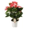 Anthurium Pink Champion, In 17cm-pot -Gardena Winkel anthurium pink champion in 17cm pot 1610310010 l