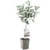 Appelboom (Malus Dom. Elstar Patio), In Pot -Gardena Winkel appel malus dom elstar patio 1116x1116 623c76e1b09bb l