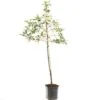 Appelboom (Malus Dom. Golden Delicious Leivorm), In Pot -Gardena Winkel appel malus dom golden delicious leivorm 1500x1500 623c765b5c70c l