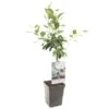 Appelboom (Malus Dom. James Grieve Patio), In Pot -Gardena Winkel appel malus dom james grieve patio 1500x1500 623c76e2973df l