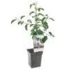 Appelboom (Malus Dom. Jonagold Patio), In Pot -Gardena Winkel appel malus dom jonagold patio 1272x1272 623c76e329b03 l