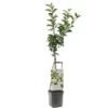 Appelboom Wonder Tree Elstar 1 Appelboom Wonder Tree Elstar -Gardena Winkel appelboom wonder tree elstar 1500x1500 624ecd213249e l