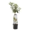 Appelboom Wonder Tree Santana -Gardena Winkel appelboom wonder tree santana 1500x1500 624ece981098b l
