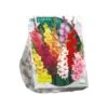 Baltus Gladiolus Gemengd Per 100 -Gardena Winkel baltus gladiolus gemengd per 100 800x800 62309c948c05a l