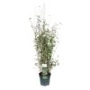 Bamboe Fargesia Black Shadow, In 23cm-pot -Gardena Winkel bamboe fargesia black shadow in 23cm pot 1000x1000 6427f5bc245d9 l