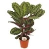 Calathea 'Medallion', In 19cm-pot
