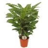 Calathea 'Miroscha', In 19cm-pot -Gardena Winkel calathea miroscha in 19cm pot 1536x1524 63b40b3af2e20 l