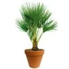 Chamaerops Palm 90cm Hoog, In 24cm-pot 1 Chamaerops Palm 90cm Hoog, In 24cm-pot -Gardena Winkel chamaerops palm 90cm hoog in 24cm pot 1000x1000 625410ac5d8c3 l