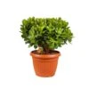 Crassula Magical Tree, In 25cm-pot 1 Crassula Magical Tree, In 25cm-pot -Gardena Winkel crassula magical tree in 25cm pot 1000x1000 63a47655f2e64 l
