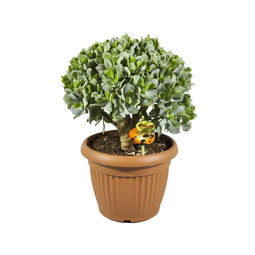 Crassula Undilatifolia, In 25cm-pot 3 Crassula Undilatifolia, In 25cm-pot