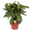 Dieffenbachia 'Reeva', In 24cm-pot 75cm Hoog -Gardena Winkel dieffenbachia reeva 75cm hoog in 24cm pot 1610309952 l