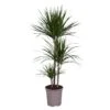 Dracaena Marginata, In 24cm-pot 130cm Hoog -Gardena Winkel dracaena marginata 130cm hoog in 24cm pot 1612370336 l