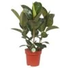 Ficus Elastica 'Robusta', In 27cm-pot 85cm Hoog -Gardena Winkel ficus elastica robusta 85cm hoog in 27cm pot 1610309961 l