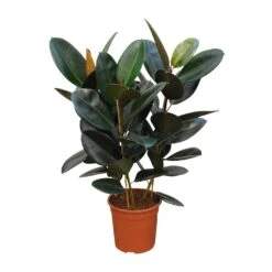 Ficus Elastica 'Robusta', In 27cm-pot 100cm Hoog