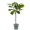 Ficus Lyrata, In 27cm-pot -Gardena Winkel ficus lyrata in 27cm pot 600x491 61fce46fe2852 l
