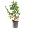 Fruit Kwartet (Ribes / Rubus Fruit Kwartet - Draag), In Pot 2 Fruit Kwartet (Ribes / Rubus Fruit Kwartet - Draag), In Pot -Gardena Winkel fruit kwartet ribes rubus fruit kwartet draag 1500x1500 623c768ec3eff l