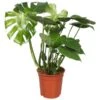 Gatenplant (Monstera Deliciosa), In 21cm-pot -Gardena Winkel gatenplant monstera deliciosa in 21cm pot 1610309993 l