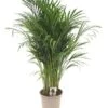 Goudpalm (Dypsis Lutescens), In 24cm-pot 120cm Hoog 1 Goudpalm (Dypsis Lutescens), In 24cm-pot 120cm Hoog -Gardena Winkel goudpalm dypsis lutescens 120cm hoog 1610479205 l