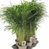 Goudpalm (Dypsis Lutescens), In 17cm-pot 85cm Hoog -Gardena Winkel goudpalm dypsis lutescens 85cm hoog 1610479230 l