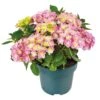 Hortensia Double Dutch, In 23cm-pot 1 Hortensia Double Dutch, In 23cm-pot -Gardena Winkel hortensia double dutch in 23cm pot 1000x1000 641d68c0ec818 l