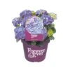 Hortensia Forever&Ever, In 23cm-pot 1 Hortensia Forever&Ever, In 23cm-pot -Gardena Winkel hortensia forever ever in 23cm pot 1000x1000 6427f57c35193 l