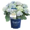 Hortensia Magical, In 23cm-pot -Gardena Winkel hortensia magical in 23cm pot 1000x1000 641d69dbe002f l