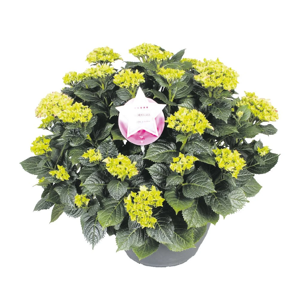Hortensia XXL, In 29cm-schaal 3 Hortensia XXL, In 29cm-schaal
