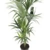Kentiapalm, In 24cm-pot 120cm Hoog -Gardena Winkel kentiapalm 120cm hoog in 24cm pot 1611650031 l