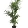 Kentiapalm, In 27cm-pot 170cm Hoog -Gardena Winkel kentiapalm 170cm hoog in 27cm pot 1616062792 l