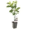 Kersenboom (Prunus Avium Regina Patio), In Pot -Gardena Winkel kers prunus avium regina patio 1500x1500 623c76f4622d7 l