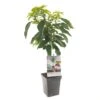 Kersenboom (Prunus Avium Stella Patio), In Pot -Gardena Winkel kers prunus avium stella patio 1500x1500 623c76f500b48 l