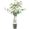 Kersenboom Wonder Tree Lapins -Gardena Winkel kersenboom wonder tree lapins 1500x1500 624ecce6343ee l