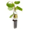 Kiwistruik (Actinidia Ch. Jenny), In Pot -Gardena Winkel kiwi actinidia ch jenny 1242x1242 623c76d7e0b6a l