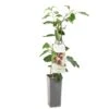 Kiwibes (Actinidia Arguta Ken's Red), In Pot -Gardena Winkel kiwibes actinidia arguta ken s red 1500x1501 623c76d6ddb50 l