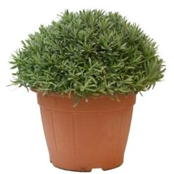 Gardena Winkel 13 Gardena Winkel -Gardena Winkel lanvendel in 30cm pot 800x800 6229b6c0e8450 l
