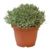 Lavendel, In 25cm-pot -Gardena Winkel lavendel in 25cm pot 800x800 6227356176881 l