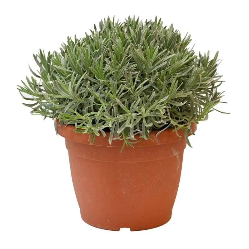 Lavendel, In 25cm-pot 3 Lavendel, In 25cm-pot