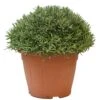 Lavendel, In 35cm-pot -Gardena Winkel lavendel in 35cm pot 800x800 622735622b68f l