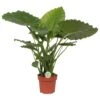 Olifantsoor (Alocasia 'California'), In 21cm Pot 85cm Hoog -Gardena Winkel olifantsoor alocasia california 85cm hoog in 21cm pot 1610309959 l