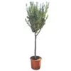 Olijfboom 160cm, In 27cm-pot 2 Olijfboom 160cm, In 27cm-pot -Gardena Winkel olijfboom 160cm in 27cm pot 1000x1000 62568eabda9e9 l
