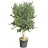 Olijfboom Groot, 30cm Stamomtrek -Gardena Winkel olijfboom groot 30cm stamomtrek 1000x1000 62568eda34493 l