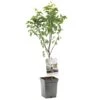 Perenboom (Pyrus Comm. Bonne Louise Patio), In Pot -Gardena Winkel peer pyrus comm bonne louise patio 1324x1324 623c76eac65d6 l